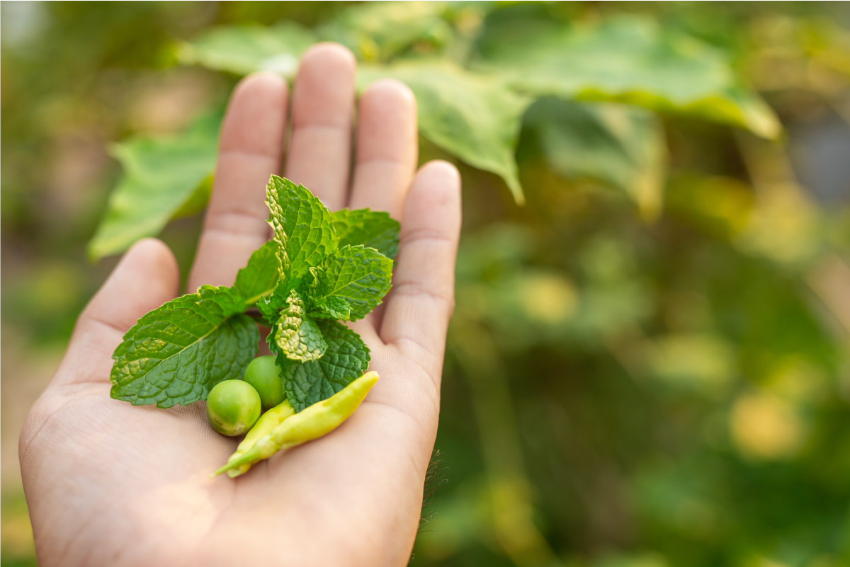 Give An Ayurvedic Solution to Acidity During Monsoon